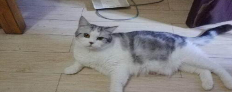 猫眼睛红红的是怎么回事