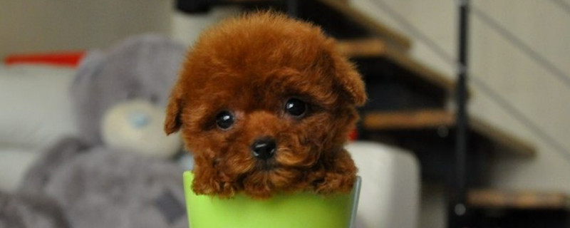 茶杯犬能吃鸡蛋黄吗