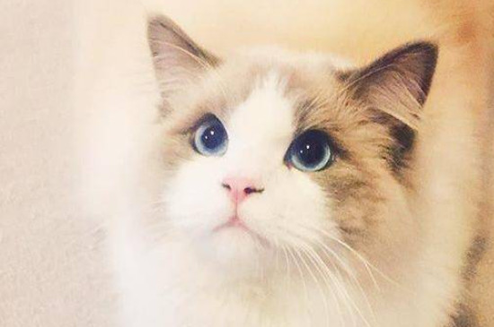 布偶猫和蓝猫配种是什么样子