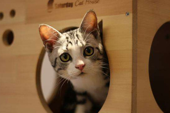 猫为什么会换地方睡觉