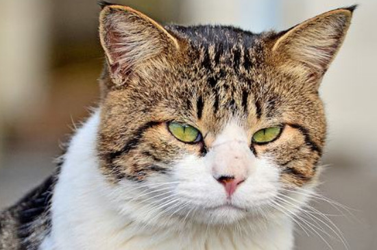 猫怎么发腮快