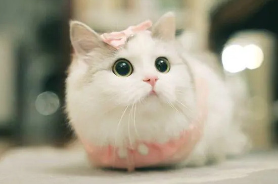猫到处撒尿是什么原因