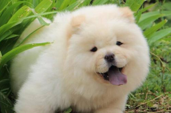 松狮能吃鸡肝吗