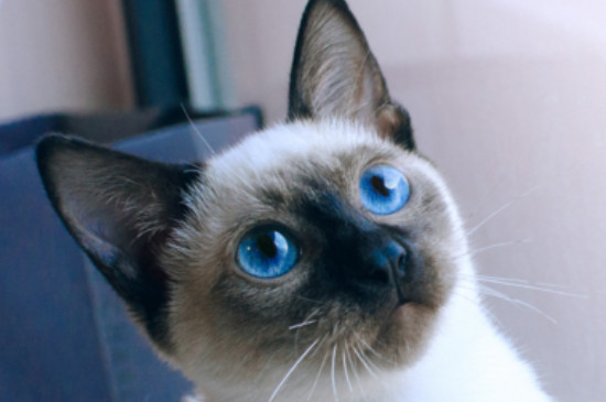 猫奶为什么挤不出来
