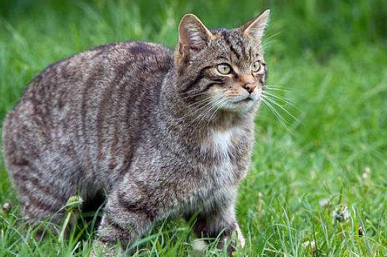 养野猫要注意什么