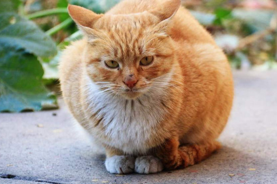 猫丢了怎样把猫引出来
