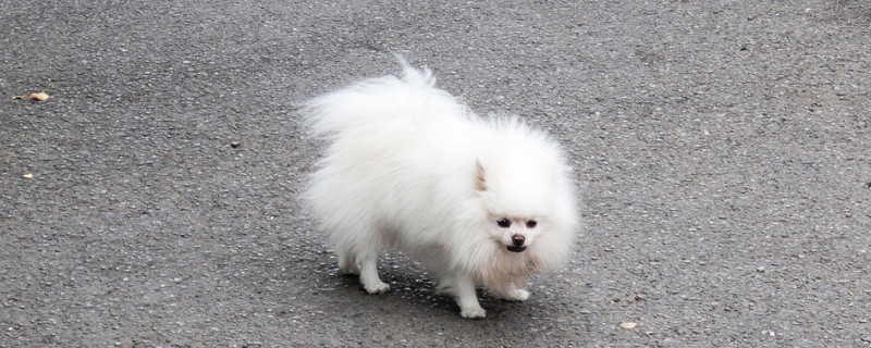 博美犬能吃什么水果