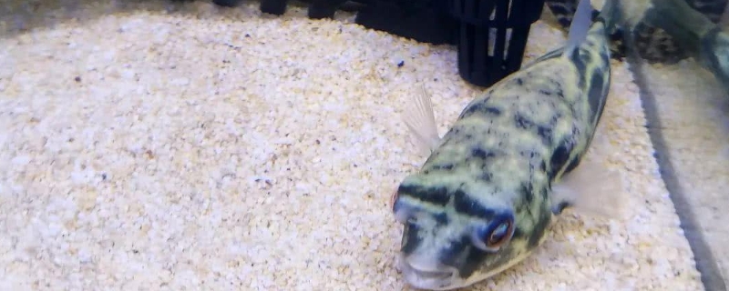 斑马狗头不加温会死吗