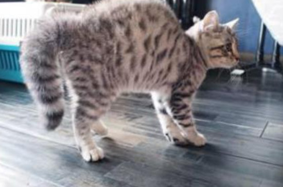 猫炸毛弓背是怎么回事