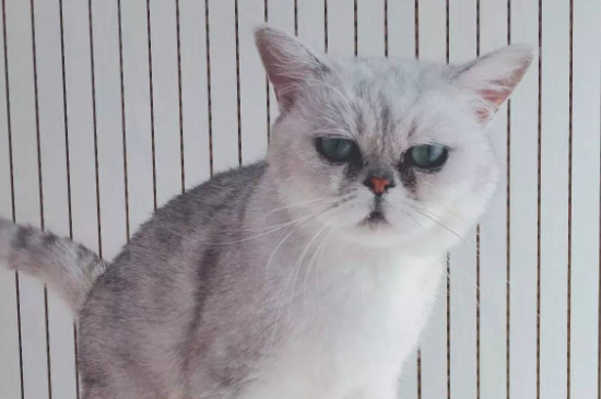 小猫生产卡住可以拽出来吗
