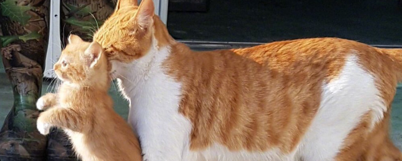 猫吃自己的孩子是怎么回事