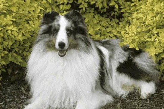 喜乐蒂牧羊犬怎么挑品相