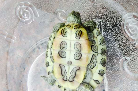 乌龟飘起来沉不下去怎么办