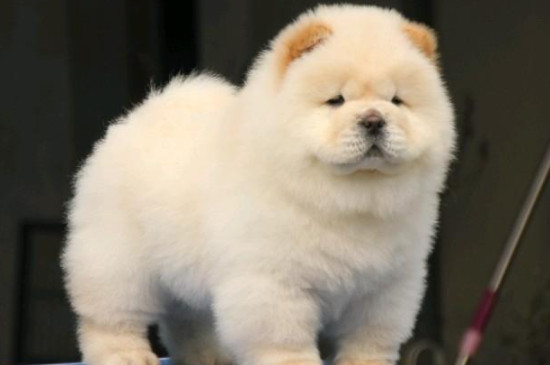 松狮犬怎么教