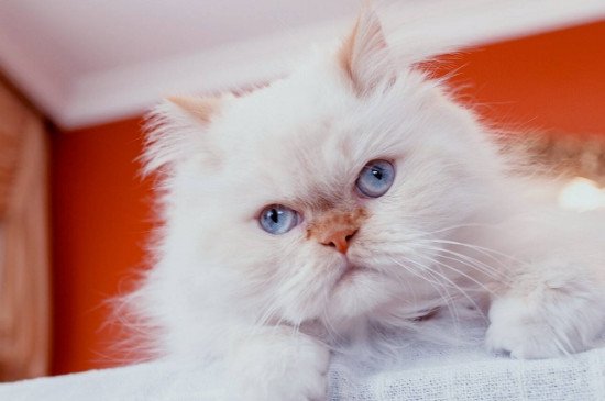 长毛猫如何防止拉屎在毛上