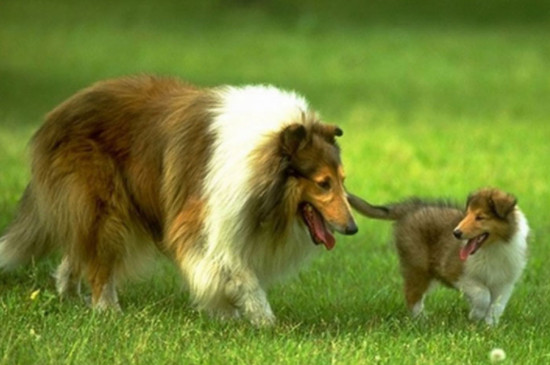 苏牧犬怎么修毛