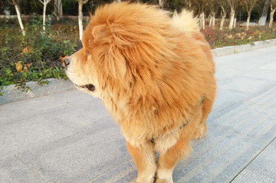 松狮能吃肉吗