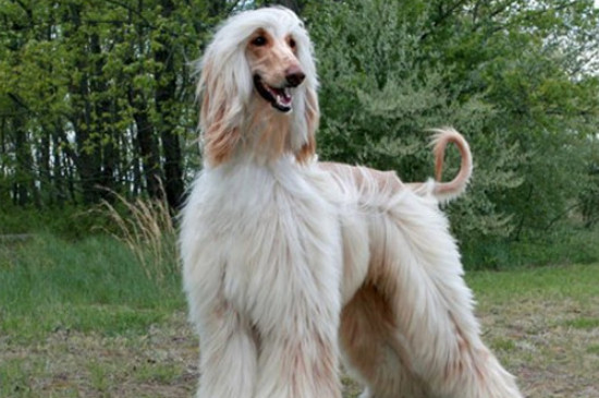 阿富汗猎犬怎么养