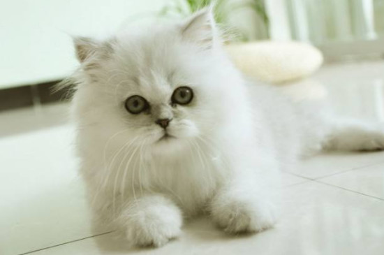 金吉拉猫为什么流眼泪