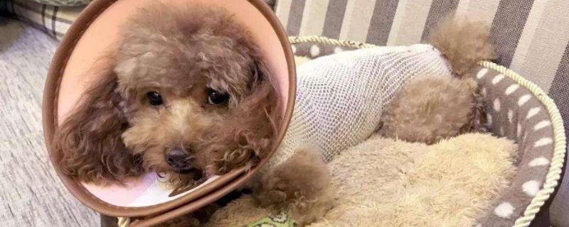 怎么缓解狗手术后疼