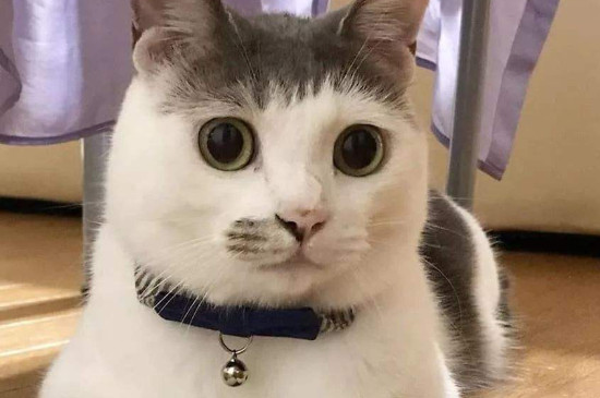 猫为什么会缩小