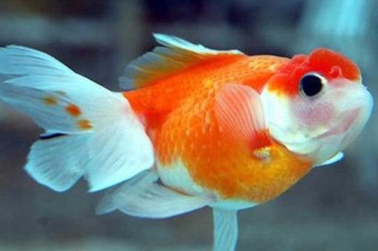 金鱼掉鳞,烂肉怎么办