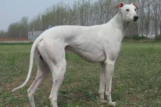 杜高犬几岁开始变凶