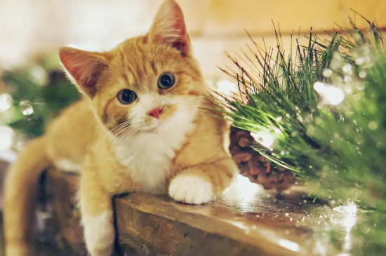 猫会跳窗户吗