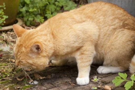 猫咪为什么会呕吐