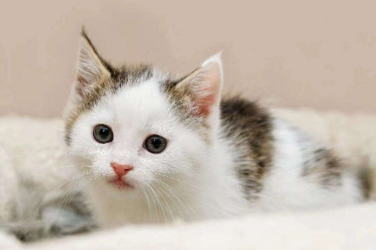 猫咪眼眶周围发红怎么办
