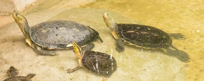 乌龟呛水怎么治疗