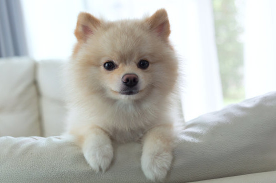 博美犬怎么喂养