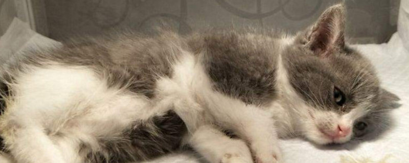 怎么判断猫驱虫干净