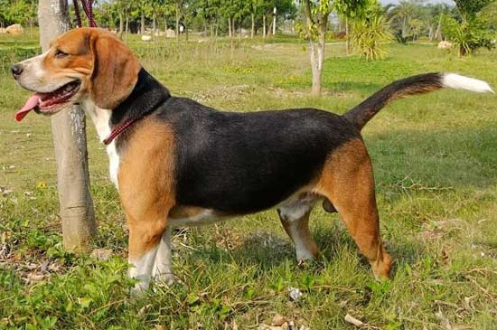 比格猎犬怎么训练大小便