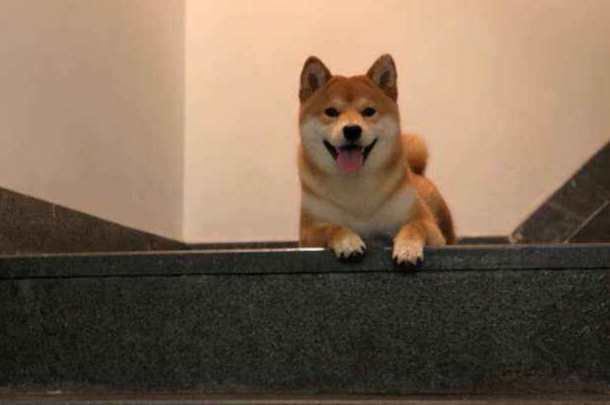 柴犬能吃葡萄吗