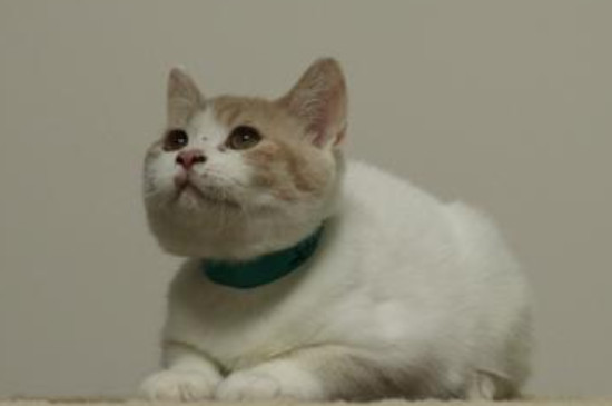 猫晚上叫的很凄惨是为什么