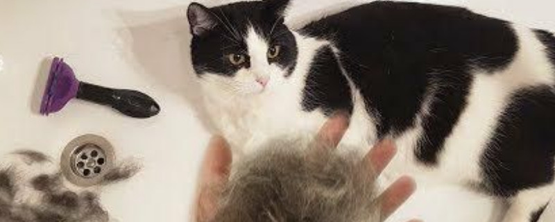 猫掉毛是什么原因