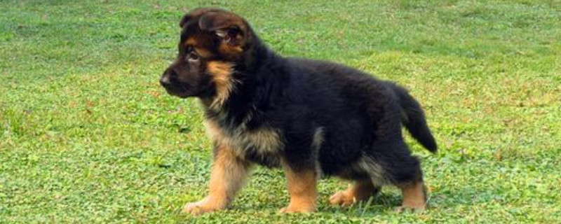 德国牧羊犬能活多少年?