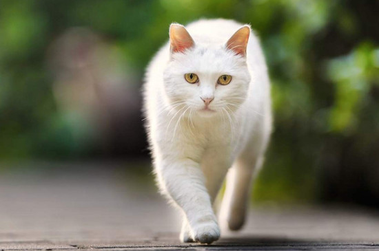 捡来的猫为什么不能养