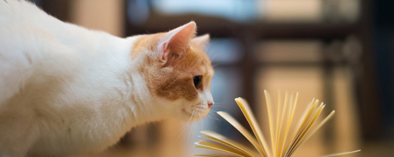 一个月的猫咪怎么养?
