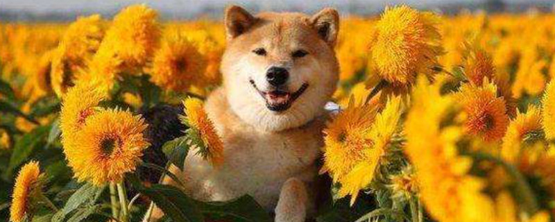 柴犬怎么看品相