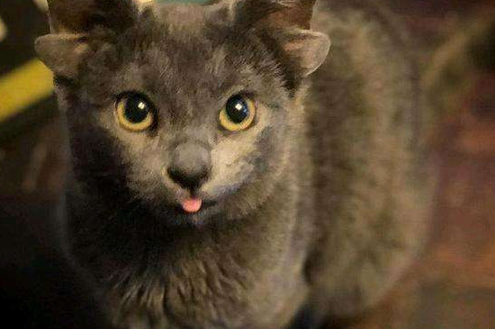 猫咪一般多久洗一次澡