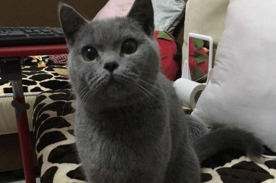 小猫能不能喝纯牛奶