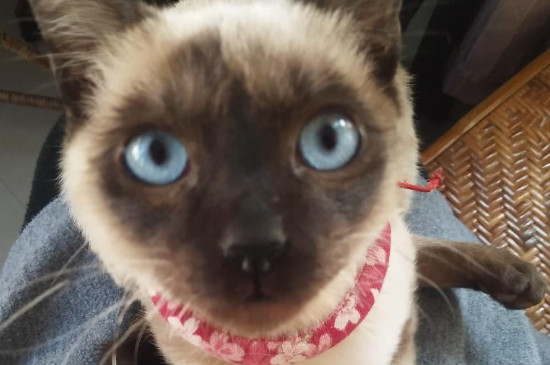 猫咪发烧的症状