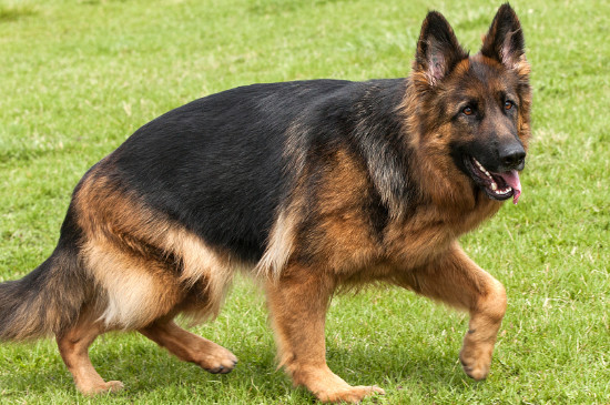 德国牧羊犬怎么养