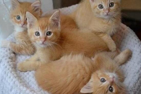 猫咪指甲为什么一剪就裂开