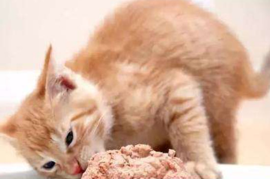 为什么要给猫喂生肉
