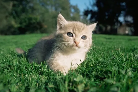 猫耳螨的症状