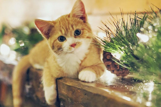 一个月的猫咪怎么养?