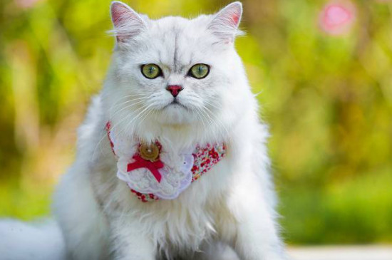 金吉拉猫为什么不会上高处?